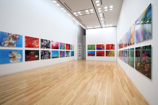 Mika Ninagawa, 'Earthly Flowers, Heavenly Colors' 
Installation view at Tokyo Opera City Art Gallery 2008