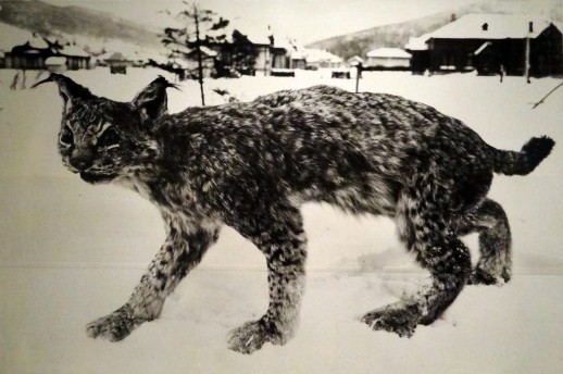 Unknown, 'A Cat of Sakhalin' (c. 1890-1901)