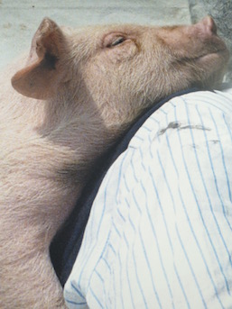 Tatsumi Orimoto, 'Carrying a Baby Pig on My Back' (2012) (partial)