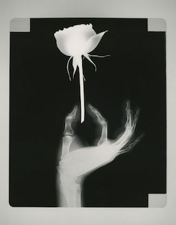 ©Ikko Narahara, 'Rose; Tineke' from the series Inner Flower, 1991