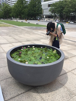 Miniature lily pond at Yokohama Museum of Art