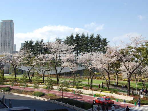 芝生広場へのアプローチとなる桜並木