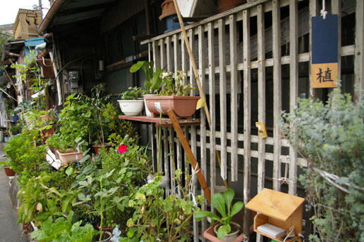 The Art of Roadside Gardening: Signs of Plant Life