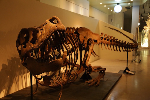タルボサウルスの化石（国立科学博物館所蔵）