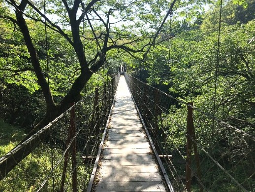 クレマチスガーデンエリアとビュフェエリアの間にある駿河平自然公園内の吊橋を渡ったり、森の中の小川の横を歩いて行ったり、美術館間の移動だけで自然散策を存分に楽しむことができます!